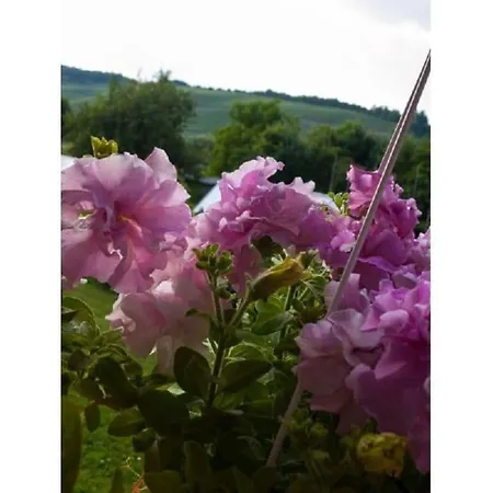 Sonnenlay * Mulheim an der Mosel